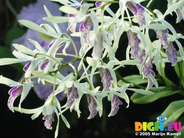 15428 White and purple orchide